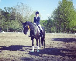 dressage horse David Silva (Württemberger, 2011, from Day Dream)