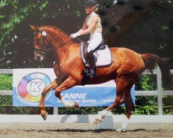 dressage horse Sisco's Dimmi Quando (Westphalian, 2007, from Sancisco)