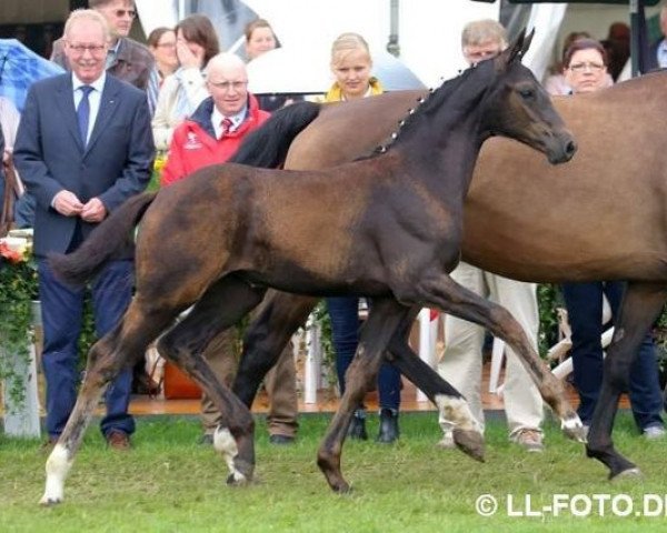 broodmare Sympatica LC (Westphalian, 2015, from Santo Domingo)