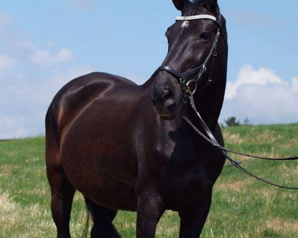 broodmare Grand Sue (Hanoverian, 1994, from Graf Grannus)