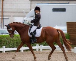 dressage horse Wolfgang 37 (German Sport Horse, 2007, from Wolkentanz II)