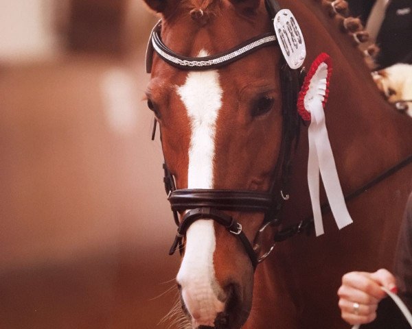 dressage horse Prinz 1019 (German Riding Pony, 2002)