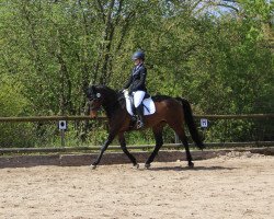 Springpferd Romana 231 (Trakehner, 2009)