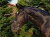 dressage horse West-End (Hanoverian, 2006, from Worldly I)