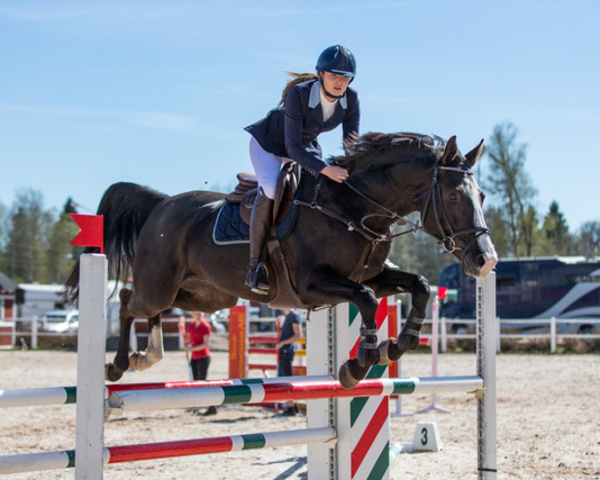 jumper Bagheera JL (Swedish Warmblood, 2011, from Baltimore 1178)