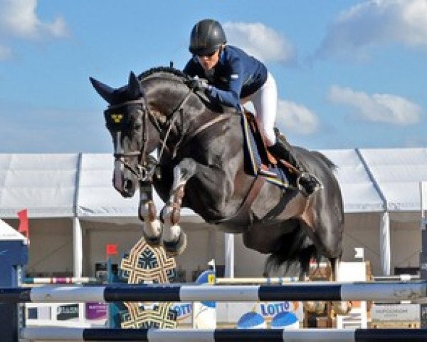 stallion Baltimore 1178 (Oldenburg show jumper, 2004, from Balou du Rouet)
