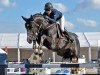 stallion Baltimore 1178 (Oldenburg show jumper, 2004, from Balou du Rouet)