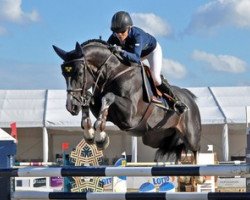 stallion Baltimore 1178 (Oldenburg show jumper, 2004, from Balou du Rouet)