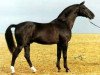 stallion Herkules (Swedish Warmblood, 1971, from Gaspari)