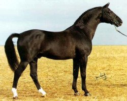 stallion Herkules (Swedish Warmblood, 1971, from Gaspari)