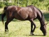 broodmare Agata C 25903 (Swedish Warmblood, 1984, from Ceylon)