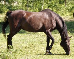 broodmare Agata C 25903 (Swedish Warmblood, 1984, from Ceylon)