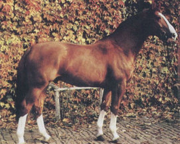 horse Verano (Zweibrücken, 1982, from Velten-Sohn)