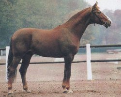 stallion Viscontio (Zweibrücken, 1984, from Velten-Sohn)