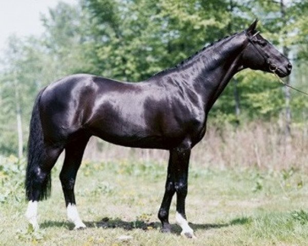 stallion Szkopul 929 (Polish Warmblood, 1986, from Arianin)