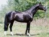 stallion Szkopul 929 (Great Poland (wielkopolska), 1986, from Arianin)