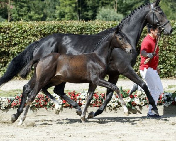 dressage horse Bretagne (Westphalian, 2016, from Bretton Woods)