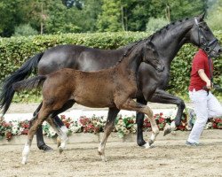 broodmare Diplomatin (Westphalian, 2016, from Don Nobless)