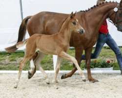 dressage horse Valentin von Terni (Westphalian, 2016, from Valerius)