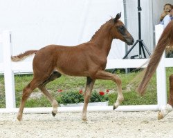 dressage horse Dan Santino (Westphalian, 2016, from Diatano)