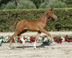 broodmare Siiri S (Westphalian, 2016, from Sir Heinrich OLD)