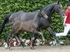 dressage horse Santa Venena (Westphalian, 2016, from Veneno)