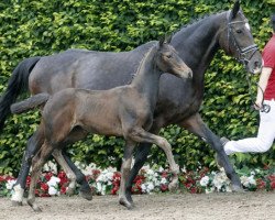 dressage horse Santa Venena (Westphalian, 2016, from Veneno)