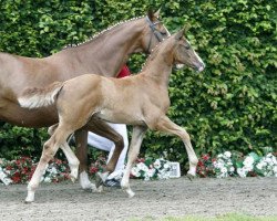 dressage horse Bernstein (Westphalian, 2016, from Baccardi)