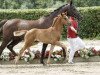 dressage horse State of Georgia (Westphalian, 2016, from Sir Heinrich OLD)