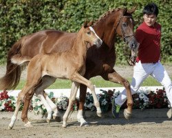 broodmare Savanna Dry (Westphalian, 2016, from Sir Heinrich OLD)