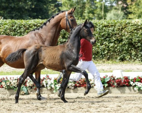 dressage horse Gabalier (Westphalian, 2016, from Goldberg 15)