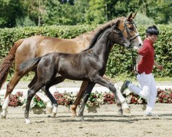 broodmare Fienna (Westphalian, 2016, from Fürstenball)