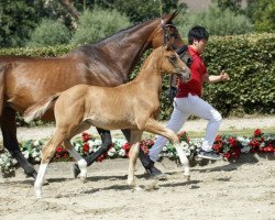 dressage horse Dating Daisy (Westphalian, 2016, from Dankeschön)