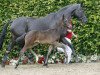 dressage horse Brilliant Classics (Westphalian, 2016, from Buckingham)