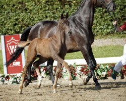 broodmare Viva Videlia (Westphalian, 2016, from Vivaldi)