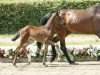 dressage horse Fancy Face (Westphalian, 2016, from Franziskus FRH)