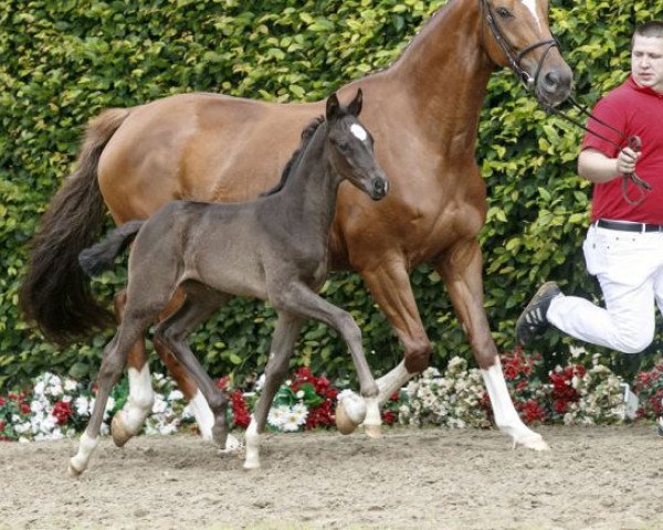 dressage horse Fifty Shades (Westphalian, 2016, from Finest)