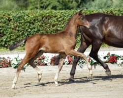 dressage horse Full House (Westphalian, 2016, from Feedback 16)