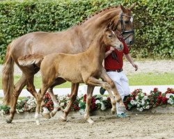 broodmare Dina Foxx (Westphalian, 2016, from Don Nobless)