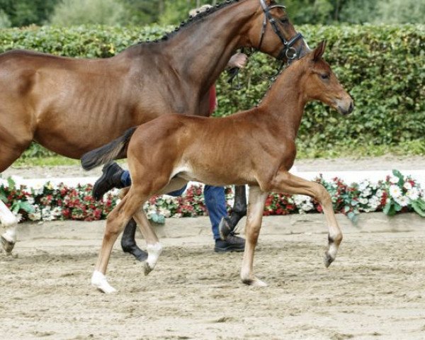 dressage horse Dostojewski (Westphalian, 2016, from Destano)