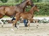 dressage horse Dostojewski (Westphalian, 2016, from Destano)