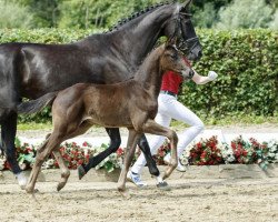 dressage horse Donatelli-Nero (Westphalian, 2016, from Depeche Mode)