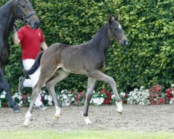 dressage horse Don Camillo J (Westphalian, 2016, from Dante Weltino Old)