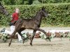 dressage horse Matilda (Westphalian, 2016, from Moses)