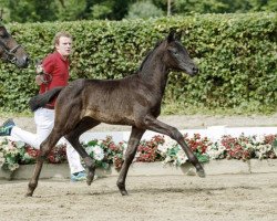 dressage horse Matilda (Westphalian, 2016, from Moses)