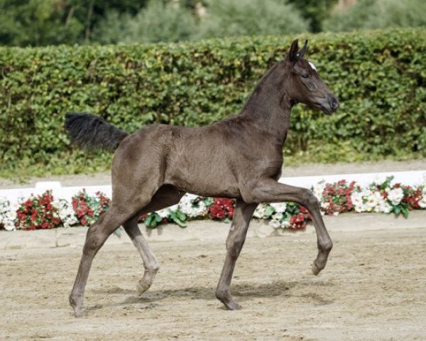 dressage horse Siri (Westphalian, 2016, from Sir Heinrich OLD)