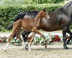 dressage horse Ben the Men (Westphalian, 2016, from Callaho's Benicio)