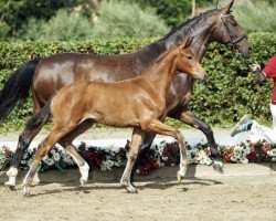 dressage horse Be my valentine (Westphalian, 2016, from Callaho's Benicio)