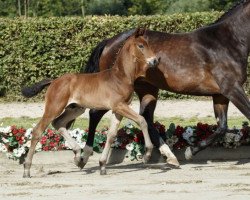 dressage horse Sonnentänzer (Westphalian, 2016, from Sir Heinrich OLD)