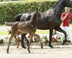 dressage horse Silja Symphony (Westphalian, 2016, from Symphonic)